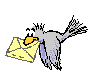 pigeon