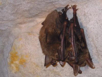 chauves souris en hibernation