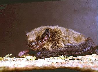 pipistrelle